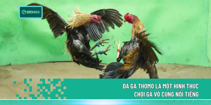 Đá Gà Thomo là một hình thức chọi gà vô cùng nổi tiếng